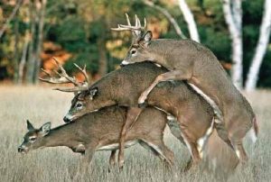 faire l'amour à plusieurs,scénario érotique